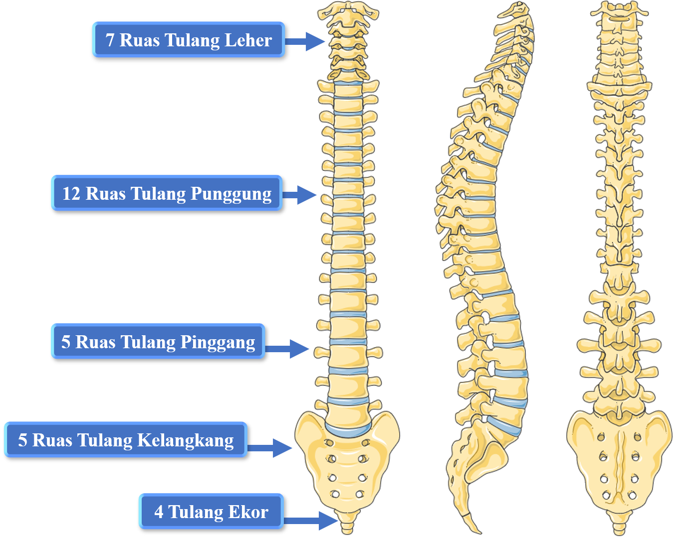 Rangka Tulang Belakang